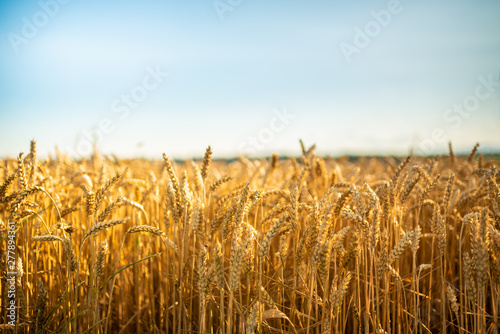 Golden wheat field and sunny day.