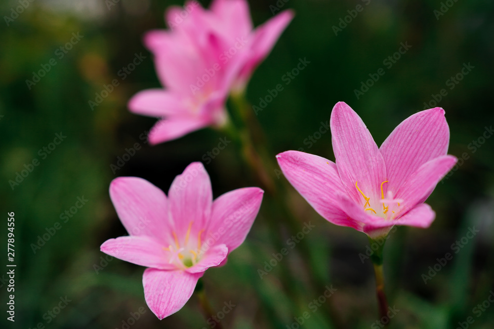Zephyranthes grandiflora, Beautiful pink flower close up in macro shot selective focus in garden for nature background. Zephyranthes grandiflora, Beautiful pink flower close up in macro shot selective focus in garden for nature background.