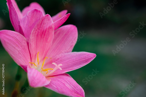 Zephyranthes grandiflora  Beautiful pink flower close up in  macro shot selective focus in garden for nature background.