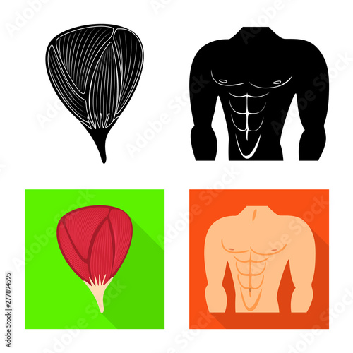 Vector design of fiber and muscular sign. Collection of fiber and body vector icon for stock.
