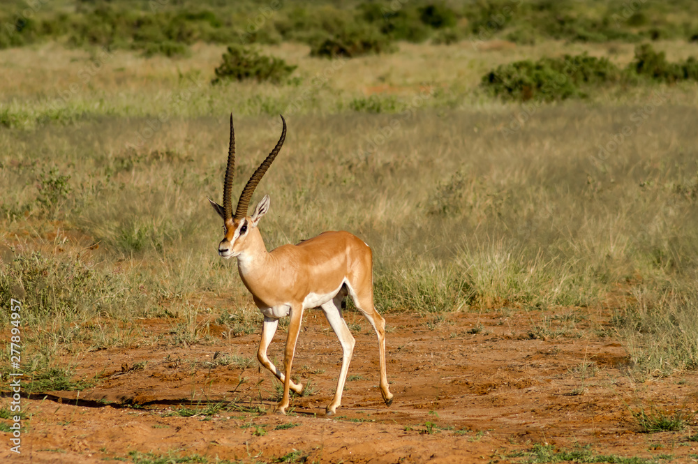 Young female antelope in the savannah of Samburu Park in central Kenya Young female antelope in the savannah of Samburu Park in central Kenya