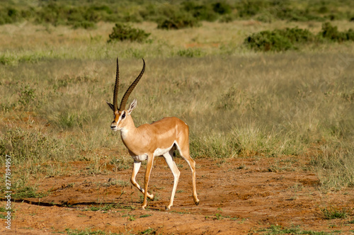 Young female antelope in the savannah of Samburu Park in central Kenya