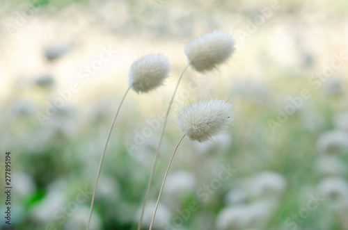 White grass blur with blurred pattern background.