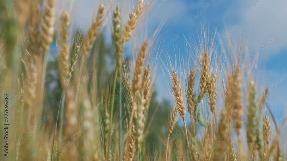 Field of ripening wheat against the blue sky. Spikelets of wheat with grain shakes wind. grain harvest ripens in summer. agricultural business concept. environmentally friendly wheat 4K Field of ripening wheat against the blue sky. Spikelets of wheat with grain shakes wind. grain harvest ripens in summer. agricultural business concept. environmentally friendly wheat 4K
