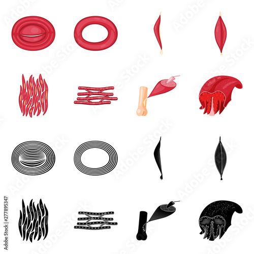 Vector illustration of fiber and muscular sign. Collection of fiber and body stock vector illustration.