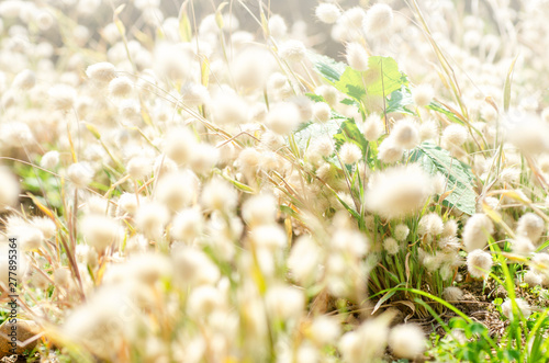 White grass blur with blurred pattern background.