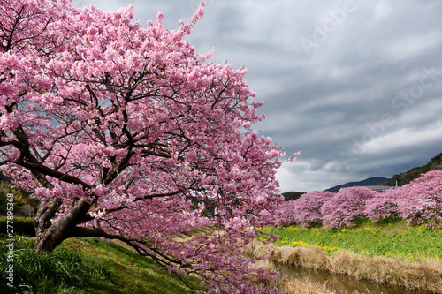 Cuadro en lienzo Beautiful view of Kawazu Sakura (Pink Cherry Blossom) along Aono river in Minami