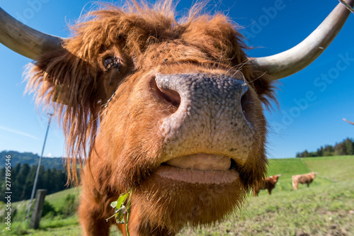 close-up hairy Scottish highland cattle on a green meadow in switzerland © schame87