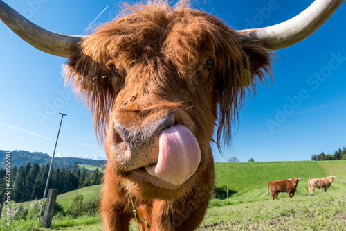 close-up hairy Scottish highland cattle on a green meadow in switzerland © schame87