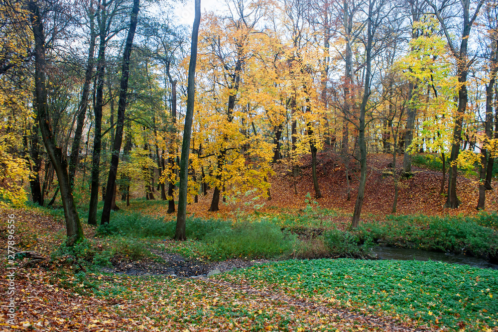 small creek in the autumn forest small creek in the autumn forest