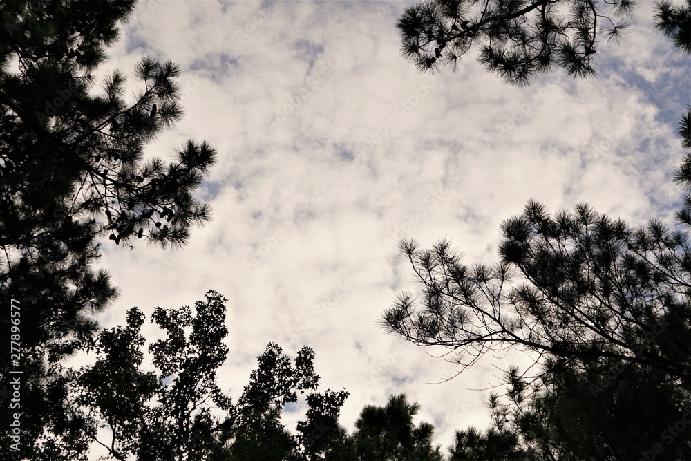 Silhouette of pine treetop against the cloudy sky before sunset time, Summer in GA USA. Silhouette of pine treetop against the cloudy sky before sunset time, Summer in GA USA.