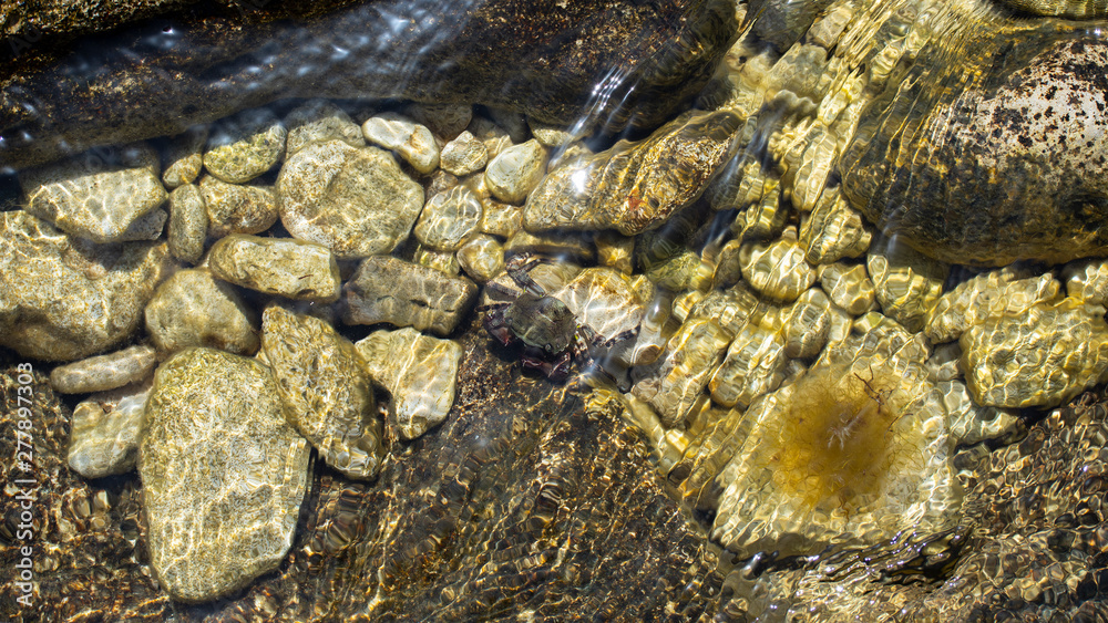 Crab on stones under water, Black Sea Crab on stones under water, Black Sea