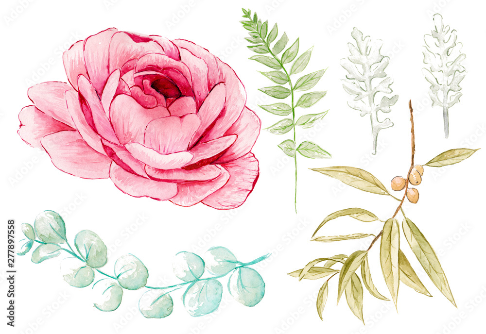 Watercolour Illustration of Ranunculus