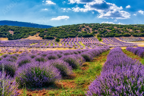 Lavender Fields