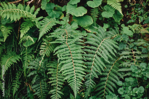 Fototapeta Naklejka Na Ścianę i Meble -  fern in forest