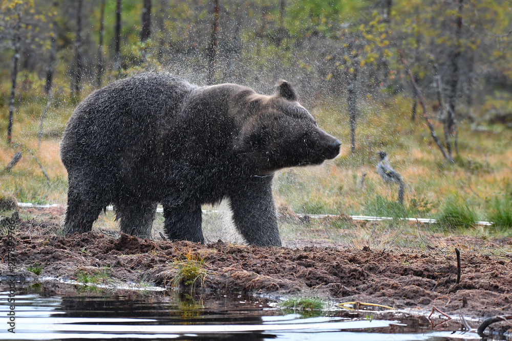 Braunbär schüttelt sich Braunbär schüttelt sich