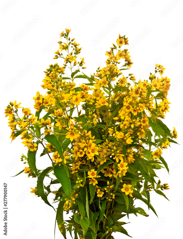 Bouquet of yellow wild flowers on white background