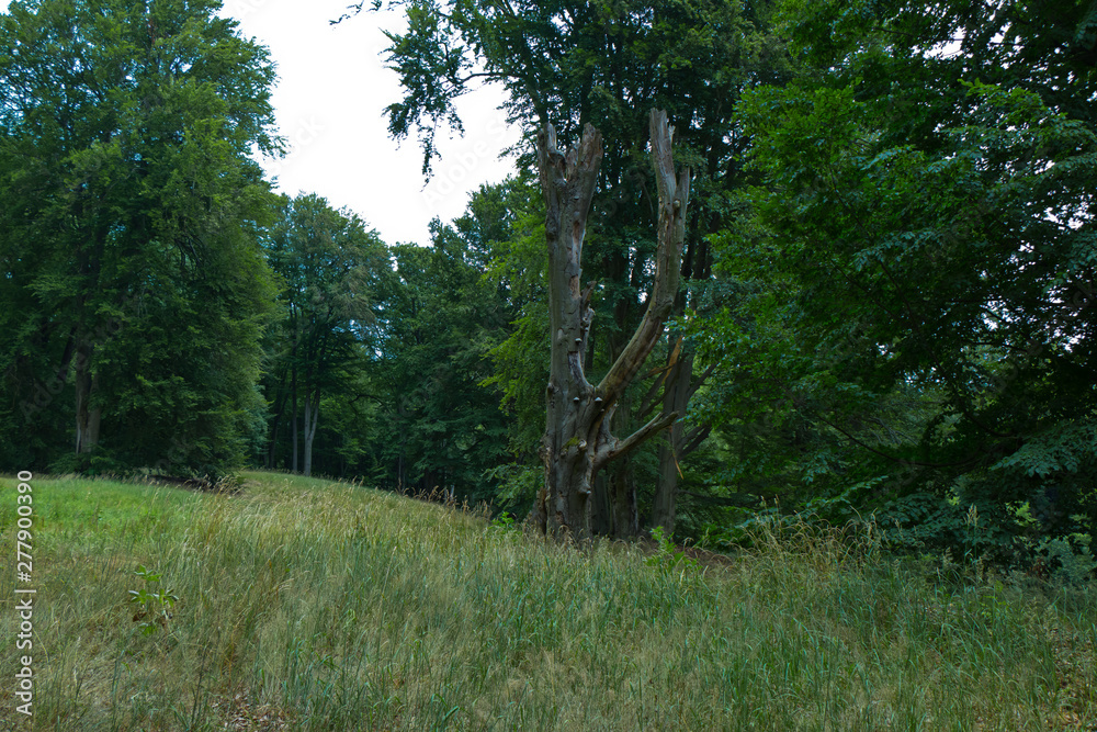 Fototapeta premium Park Bad Muskau