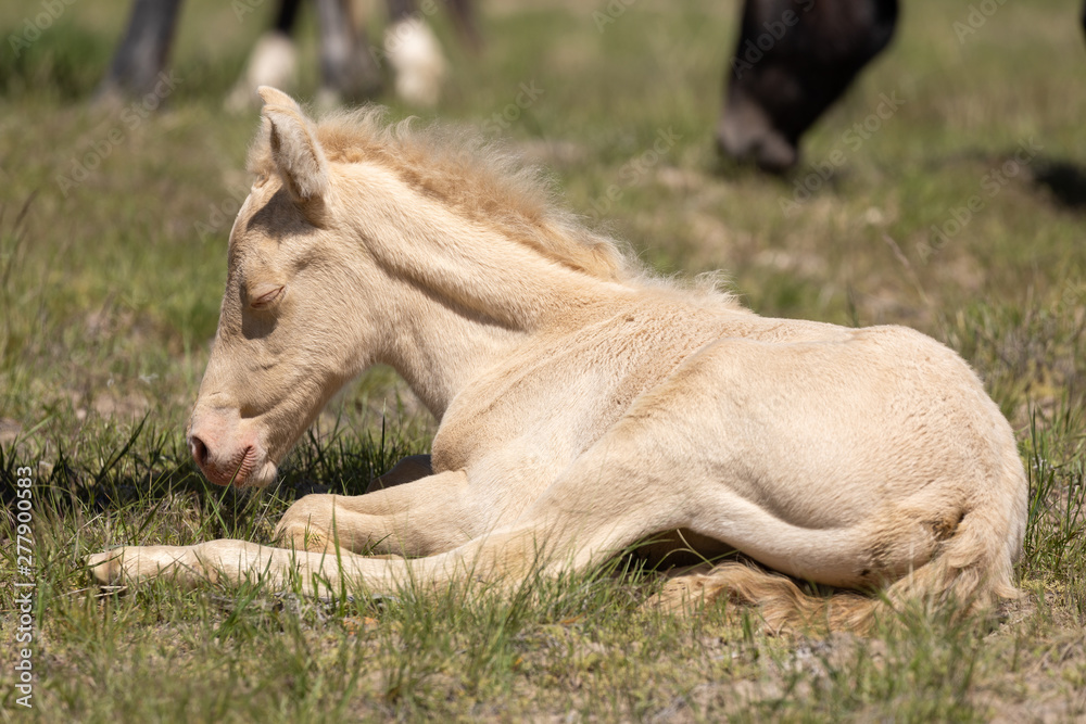 Cute Wild Horse Foal in the Desert Cute Wild Horse Foal in the Desert