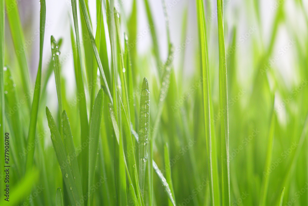 Fresh green grass with dew drops closeup.Wallpaper, water droplets on the leaves. Natural background, water and green leaves with morning dew after rain. Close-up. Fresh green grass with dew drops closeup.Wallpaper, water droplets on the leaves. Natural background, water and green leaves with morning dew after rain. Close-up.