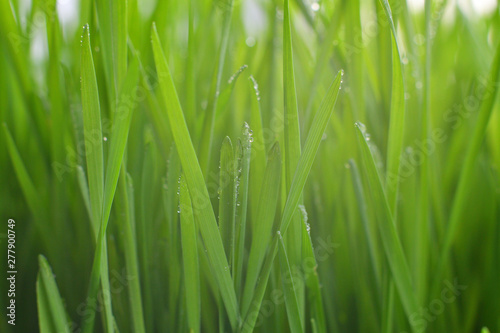 Fresh green grass with dew drops closeup.Wallpaper, water droplets on the leaves. Natural background, water and green leaves with morning dew after rain. Close-up.