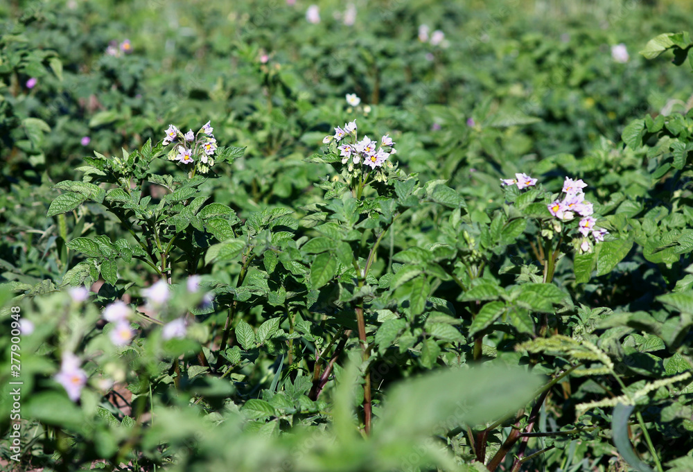 garden bed with young potato shoots