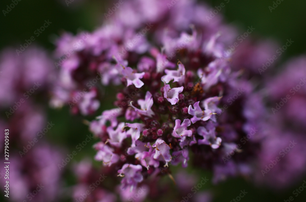 wildflowers in macro image on blurred background wildflowers in macro image on blurred background