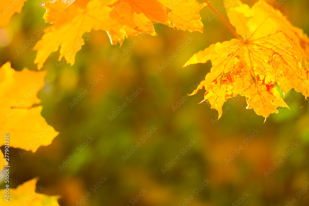 Yellow maple leaves on a blurred background. Yellow leaves on a tree. Golden leaves in autumn park. Copy space Yellow maple leaves on a blurred background. Yellow leaves on a tree. Golden leaves in autumn park. Copy space