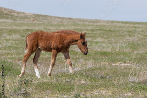 Cute Wild Horse Foal in the Desert