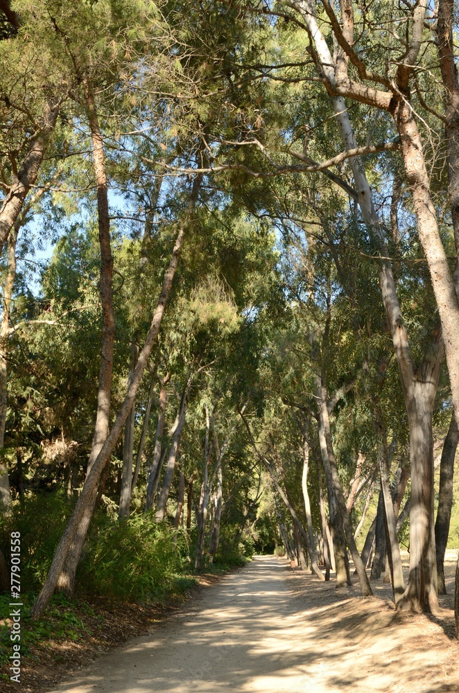 Fototapeta premium Path among trees