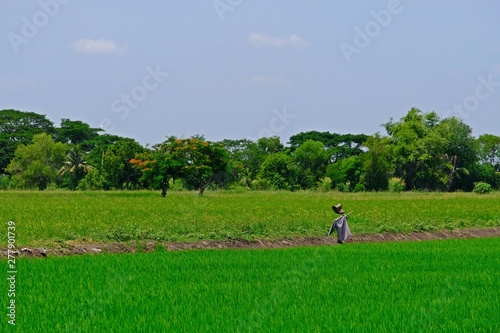 A scarecrow on rice field with blue sky.