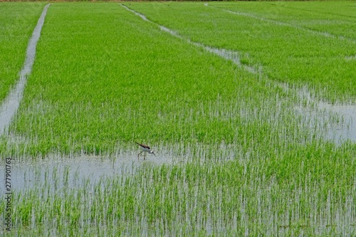 Black-winged Stilt Himantopus himantopus walking head down on rice field.