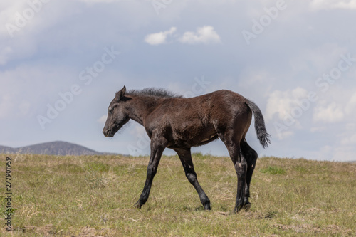 Cute Wild Horse Foal in the Desert