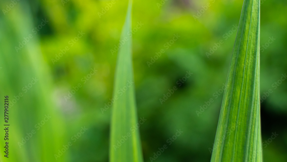 green leaves pattern background. natural background wallpaper. Iris flower leaf. green leaves pattern background. natural background wallpaper. Iris flower leaf.