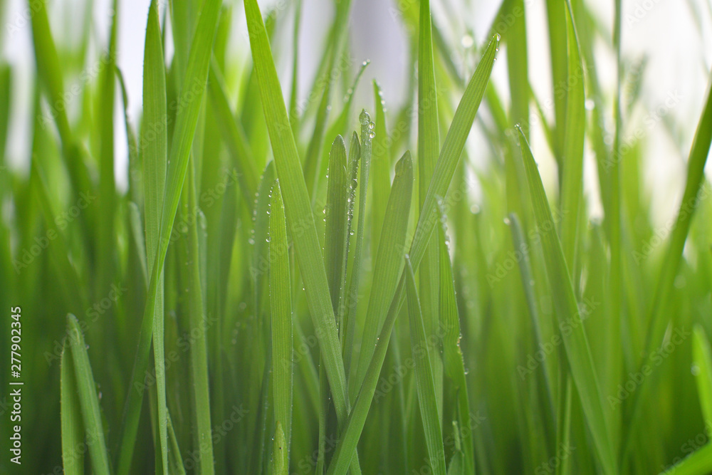 Fresh green grass with dew drops closeup.Wallpaper, water droplets on the leaves. Natural background, water and green leaves with morning dew after rain. Close-up. Fresh green grass with dew drops closeup.Wallpaper, water droplets on the leaves. Natural background, water and green leaves with morning dew after rain. Close-up.