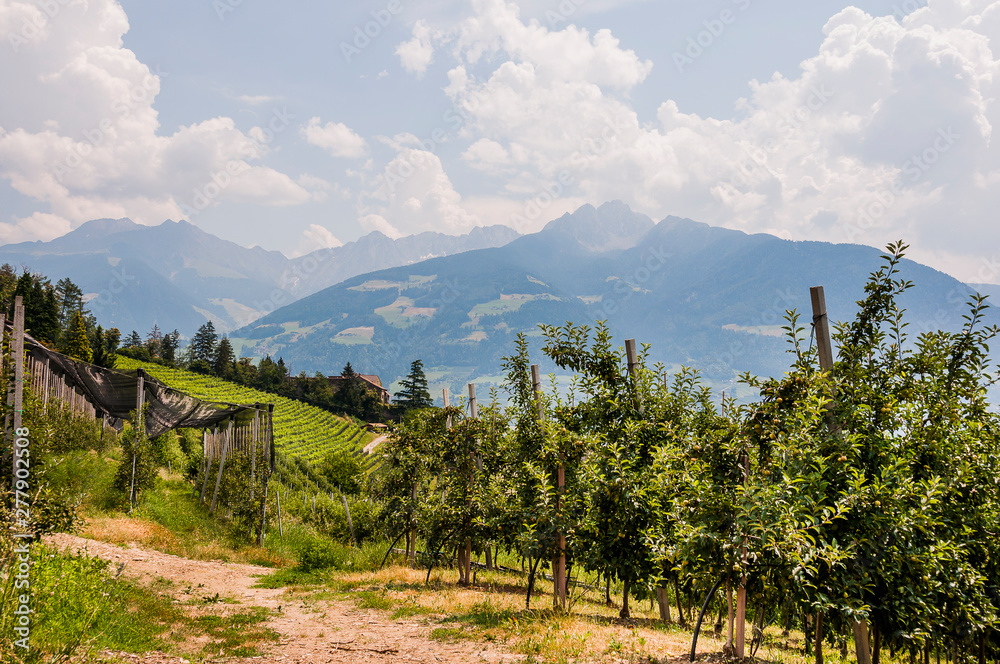 Meran, Obstbäume, Apfelbäume, Waalweg, Wanderweg, Weinberge, Vinschgau, Sommer, Südtirol, Italien