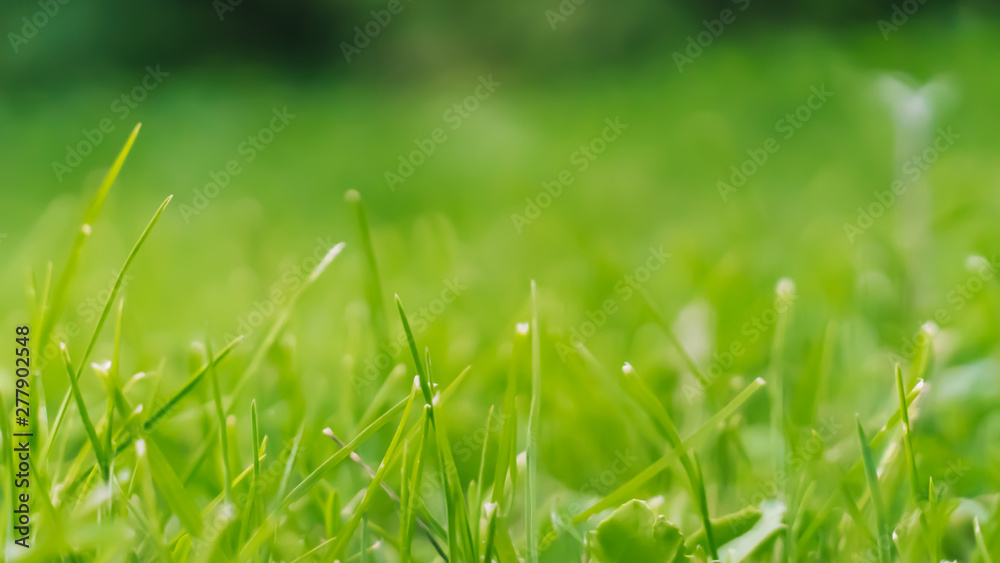 green grass on background. abstract nature texture. close-up, copy space.