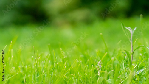 green grass on background. abstract nature texture. close-up, copy space.