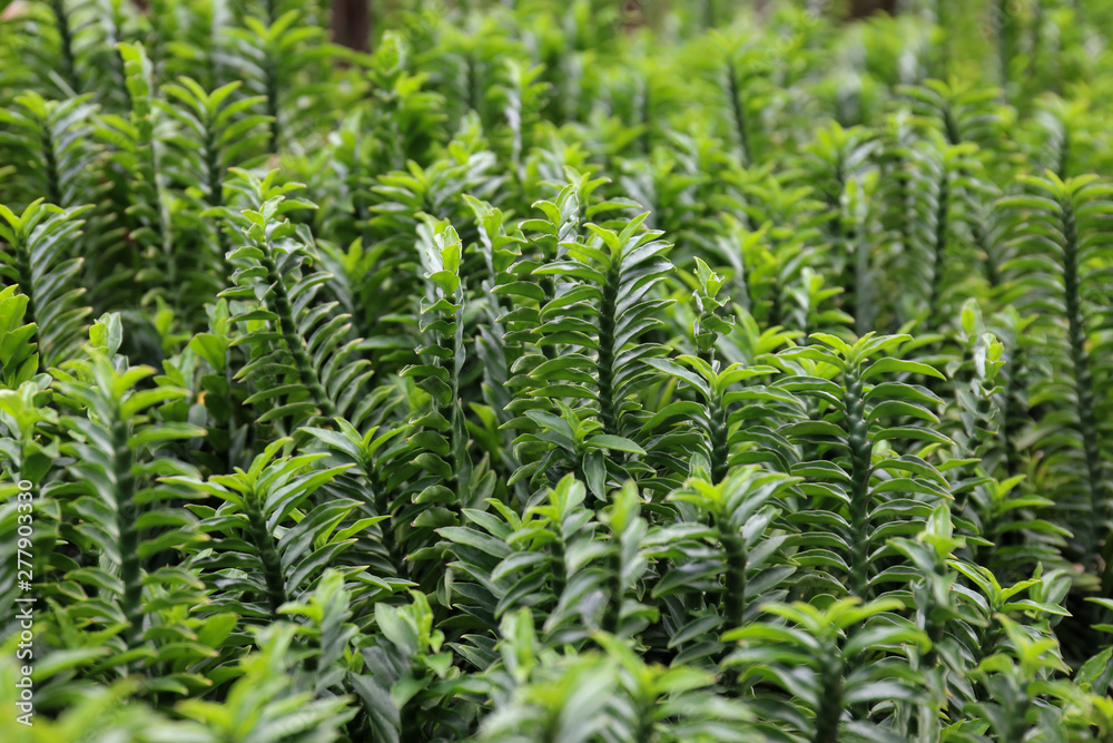 Muchlenbeckia platyclada Meissn plant in garden, Herb garden Muchlenbeckia platyclada Meissn plant in garden, Herb garden