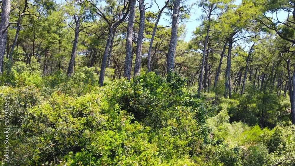 A panning camera clip from Aegean coastal pine forests taken in the spring. Shot and presented at 60 fps A panning camera clip from Aegean coastal pine forests taken in the spring. Shot and presented at 60 fps