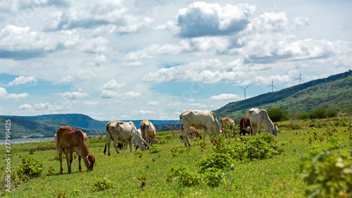 Cows with wind turbine on background. Cows in pasture.