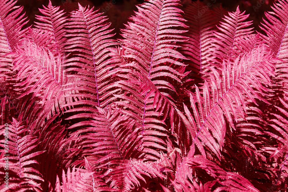 Abstract pink fern leaves background close up, fantastic red color bracken foliage texture, decorative purple tropical frond leaf pattern, futuristic floral design, art exotic plant illustration