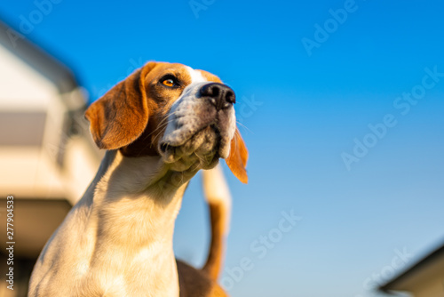 Fototapeta Naklejka Na Ścianę i Meble -  Beagle dog against blue sky in summer.