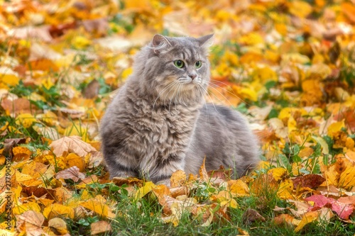 Portrait of beautiful gray kitty on the autumn foliage