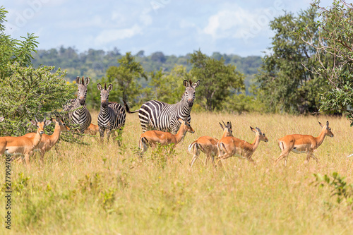 game reserve wildlife showing zebra photo