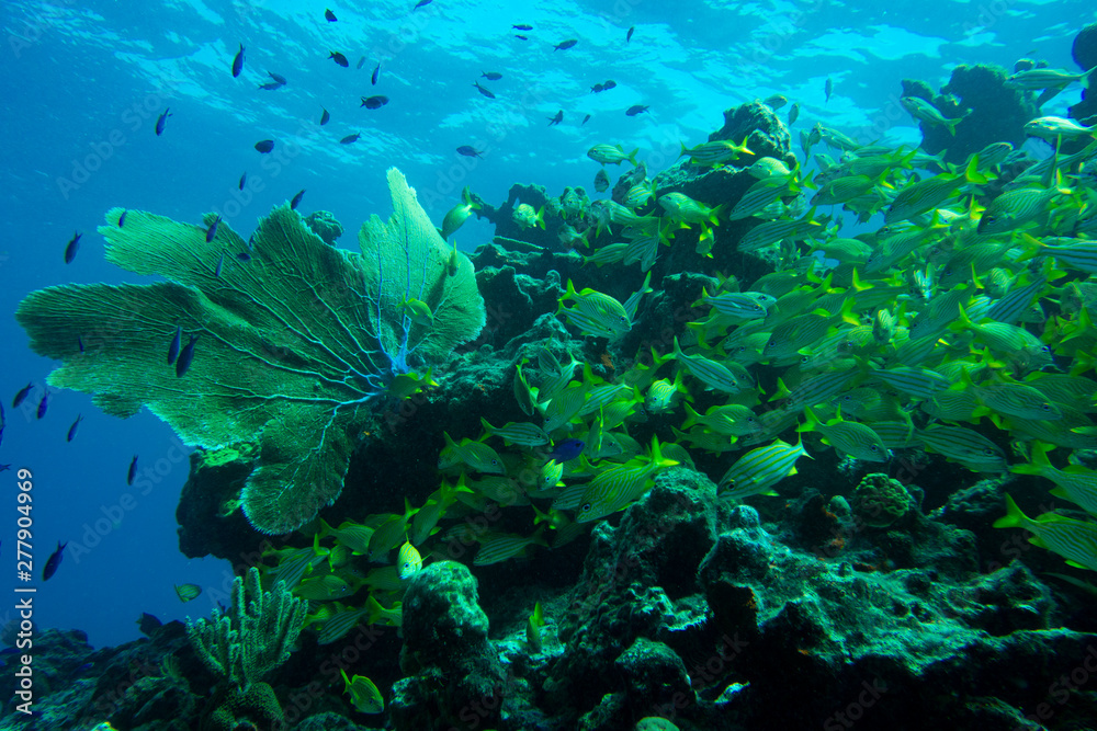 Healthy Reef
