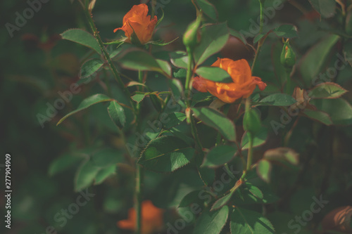 autumn leaves on blue background