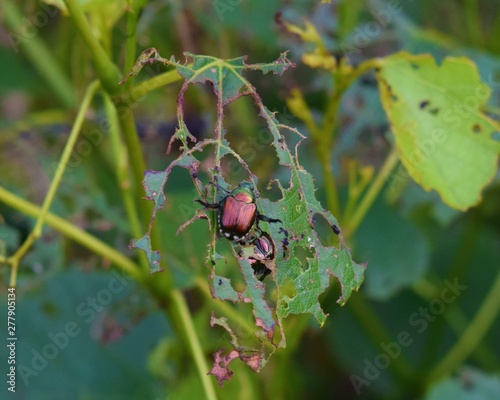 Japnanese Beetle photo