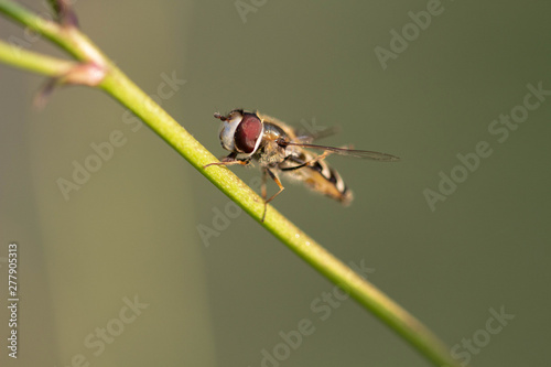 Fly with red eyes on green background