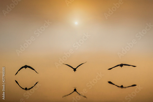 herons in flight over the river